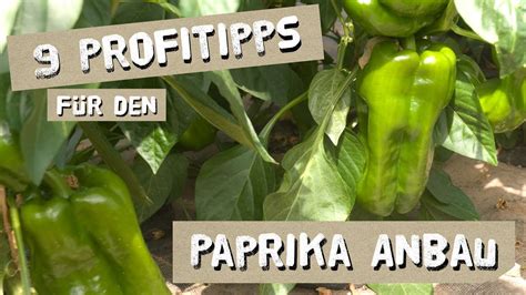 Tipps F R Den Erfolgreichen Paprika Anbau D Ngen K Nigsbl Te