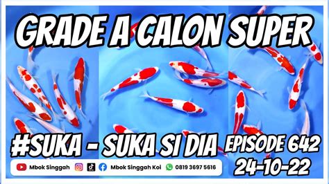 Kesempatan Bagus Miliki Paket Ikan Koi Grade A Calon Super Dengan