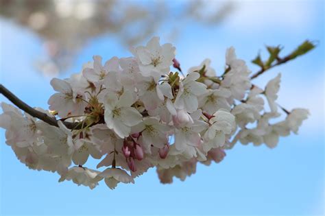 Flor De Cerejeira Flores Primavera Foto Gratuita No Pixabay Pixabay