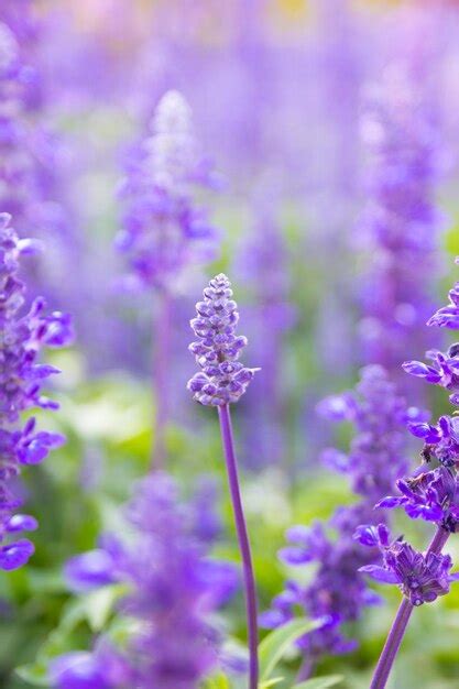 Premium Photo | Purple lavender flowers