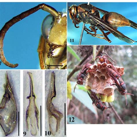 (PDF) Species of the Polistes (Polistella) (Hymenoptera: Vespidae: Polistinae) from Vietnam ...