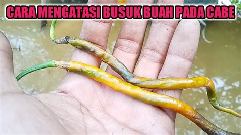 Cabebusukbuah Cara Mengatasi Busuk Buah Pada Cabe Youtube