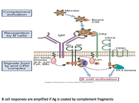 Immunology B Cell Activation Flashcards Quizlet