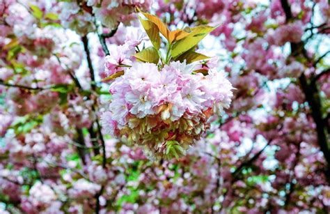 Free Images Tree Branch Flower Petal Bloom Food Spring Produce