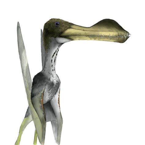 Pterosaur Photograph By Mark P Wittonscience Photo Library Pixels