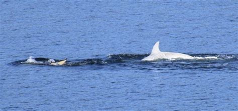 Rare White Orca Spotted In Puget Sound Waters The Daily Chronicle