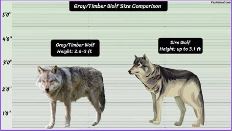 Gray/Timber Wolf Size: How Big Are They Compared To Others?