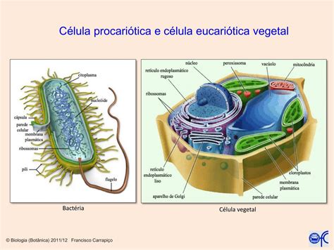 C Lula Procari Tica E C Lula Eucari Tica Vegetal