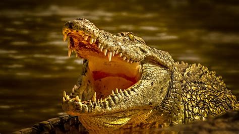 Alligator vs. Crocodile Size: A Comparison of these Ancient Reptiles ...