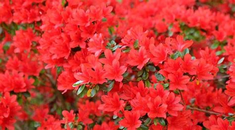 11 Red Azalea Varieties For Bold Garden Color