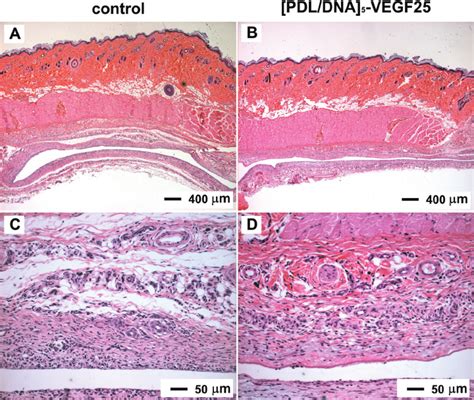 Representative Histological Sections Hematoxylin Eosin Staining Of