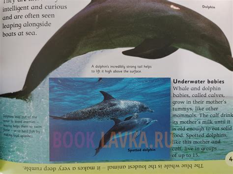 Animal Encyclopedia – купить в интернет-магазине Booklavka (Буклавка)