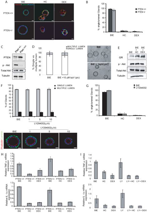 Er Mediated Repression Of Pro Inflammatory Cytokine Expression By