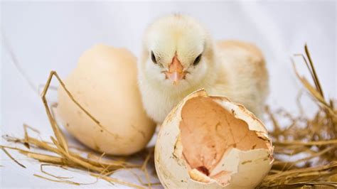 How Long Does Egg Incubator Take To Hatch - Grow Chicken