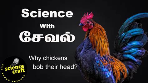 Why Do Chickens Bob Their Head When Walk And Head Stabilization