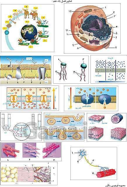 تصاویر بدون برچسب کتاب زیست شناسی 1 پایه دهم گاما