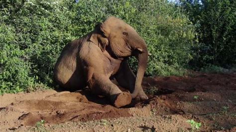 Envían elefante separado de manada de regreso a bosque en Yunnan China