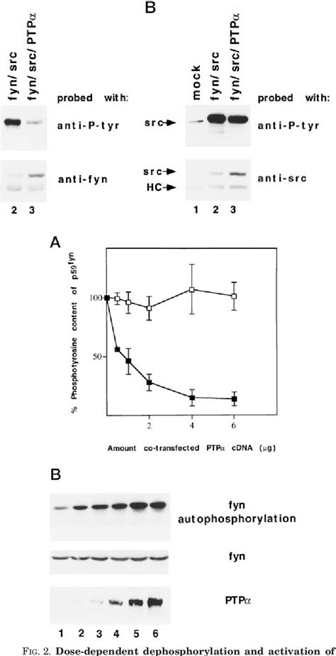 Figure 2 From Physical And Functional Interactions Between Receptor