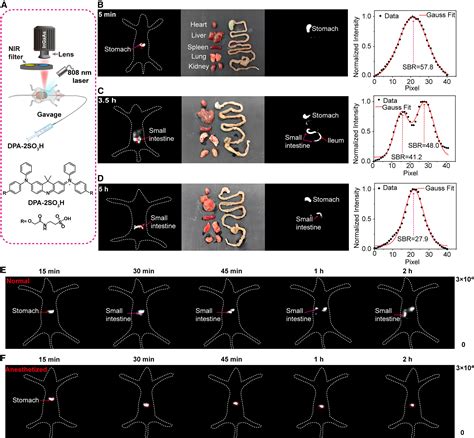 Near Infrared Ii Emissive Diphenylaminoacridine Based On The Planarized