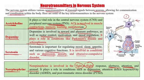 Anatomy Physiology Neurotransmitters In Nervous System