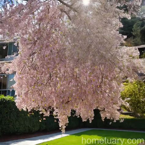 Weeping Higan Cherry Prunus Pendula Pendula Rosea Hometuary