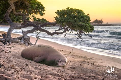 Hawaiian Monk Seal Sunset Makalawena Beach ⋆ We Dream of Travel Blog