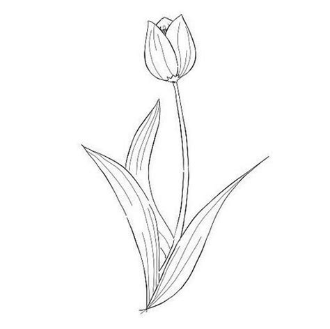 Sketsa Gambar Bunga Tulip