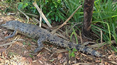 Dundee Mystery Surrounds Dead 25m Saltwater Crocodile Rangers