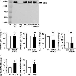 Co Immunoprecipitation Of HDAC1 And DAXX Demonstrates Physical