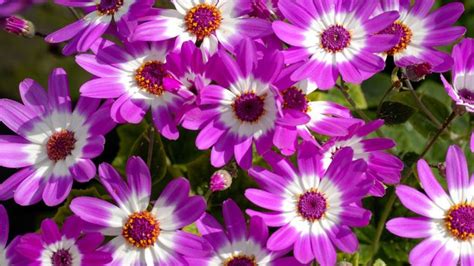 Cineraria Cuidados Y Consejos Para Su Cultivo Jardinatis Plantas