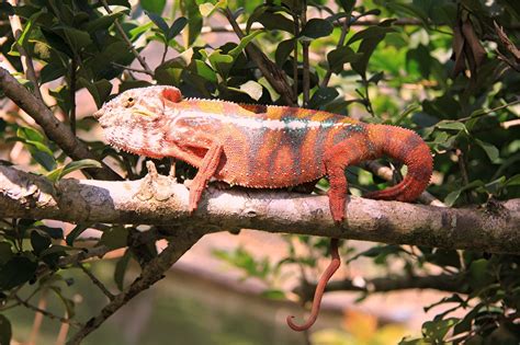 Madagascar Chameleon - Free photo on Pixabay - Pixabay