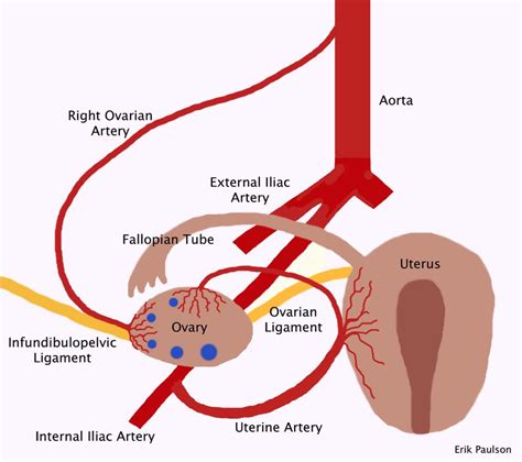 Dual Blood Supply Of The Ovary Xradiologist