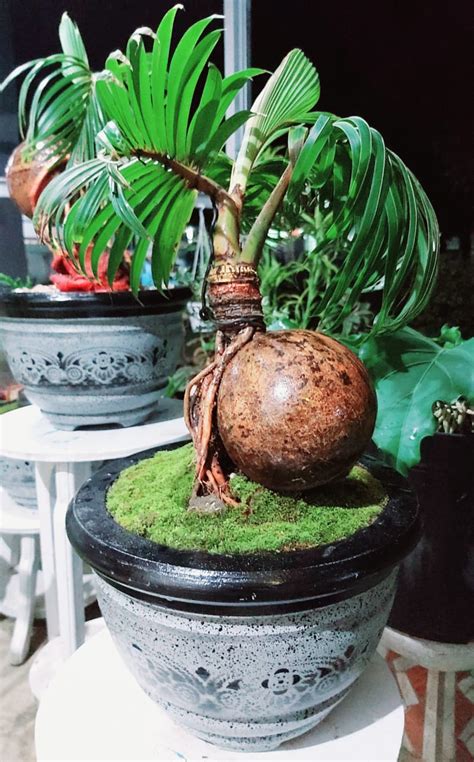 Membuat Bonsai Kelapa Yang Sudah Besar Misterdudu