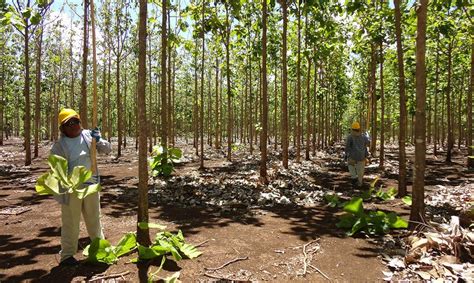 Bieeco Teca Tree Plantation Brings Benefits For Maya Marginalized