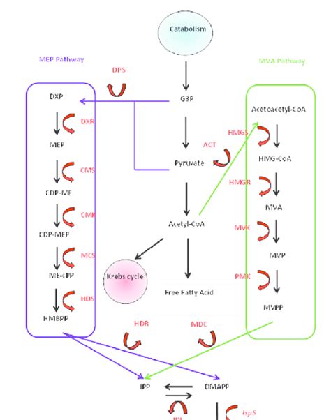 Biochemical Pathway Of Isoprene Download Scientific Diagram | Images ...