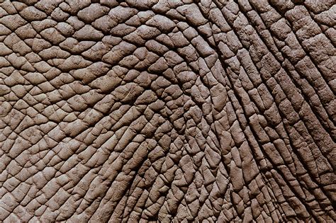 African Elephant S Loxodonta Africana Skin Full Frame Photograph By