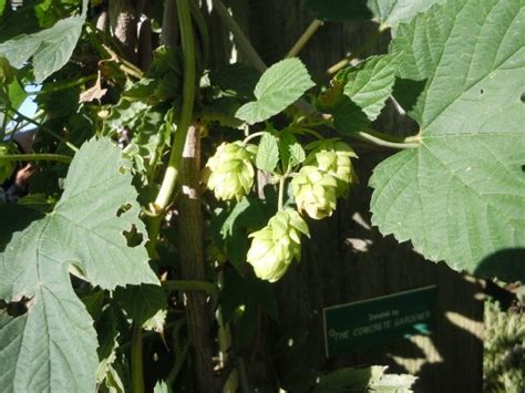 Hops Vine Growing Walter Reeves The Georgia Gardener