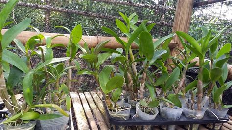 PROMO ANGGREK DENDROBIUM KRITING BATANG HITAM STOK SEDIKIT PERMINTAAN