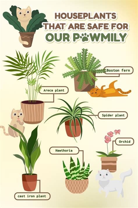 Houseplants that are safe for your pets – Artofit