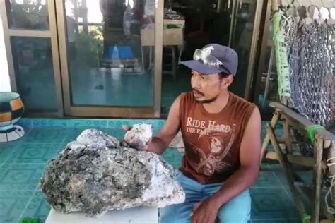 Mengenal Apa Itu Ambergris Dan Fakta Tentang Muntahan Paus Sperma