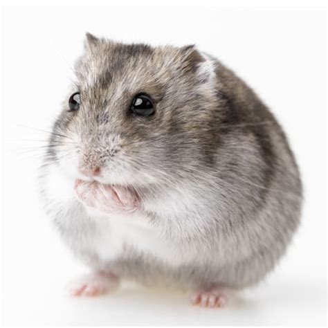 Dwarf Djungarian Hamsters for Sale | Petco