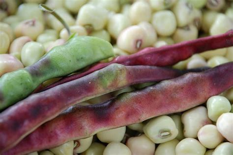 Guide To Growing Southern Field Peas