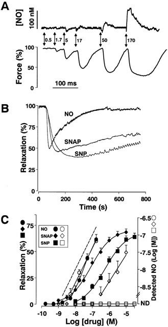 Relaxant Responses To NO SNAP And SNP In Endothelium Denuded Piglet