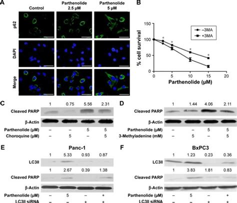 Full Article Parthenolide Suppresses Pancreatic Cell Growth By