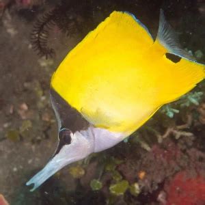 Yellow longnose butterflyfish - Facts, Diet, Habitat & Pictures on ...