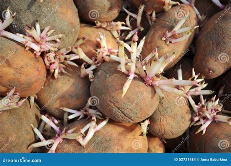 Old Potatoes With Sprouts Stock Photo Image Of Germinating 53721484