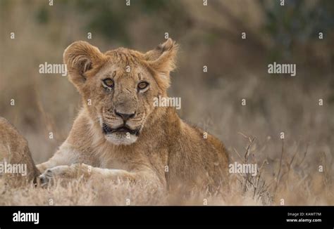 Lion Cub Lying Down In The Masai Mara Kenya Stock Photo Alamy