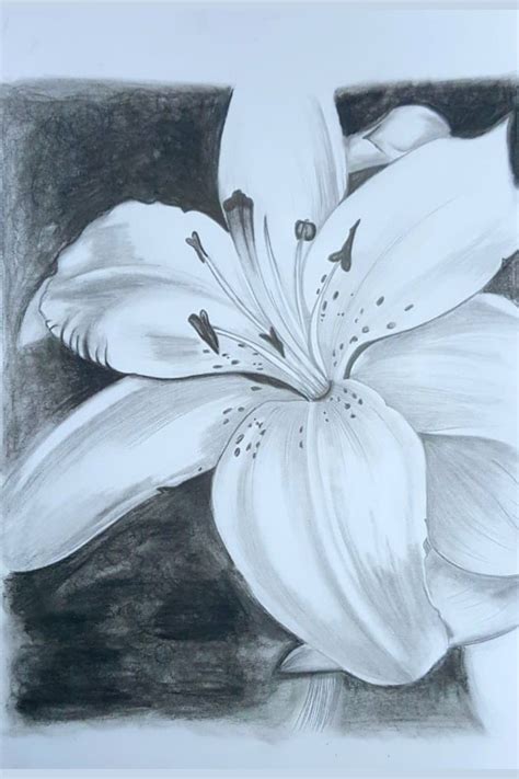 A4 Pencil Drawing Of A Single Lilly Detailed Flower Drawings Lilly