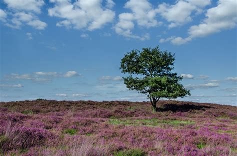 Free Images Landscape Sea Coast Tree Nature Grass Horizon