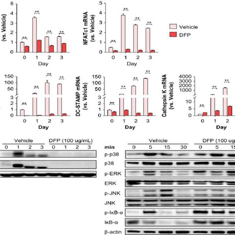 Molecular Mechanism Underlying Dfp Modulation Of Osteoclast